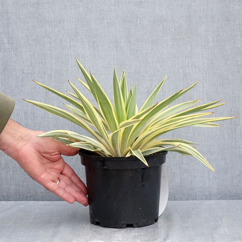 Exemplar von Yucca gloriosa Citrus twist - Kerzen-Palmlilie Topf mit 2L/3L wie im Sommer geliefert