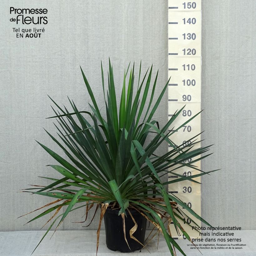Exemplar von Yucca gloriosa - Kerzen-Palmlilie Topf mit 7,5L/10L wie im Sommer geliefert