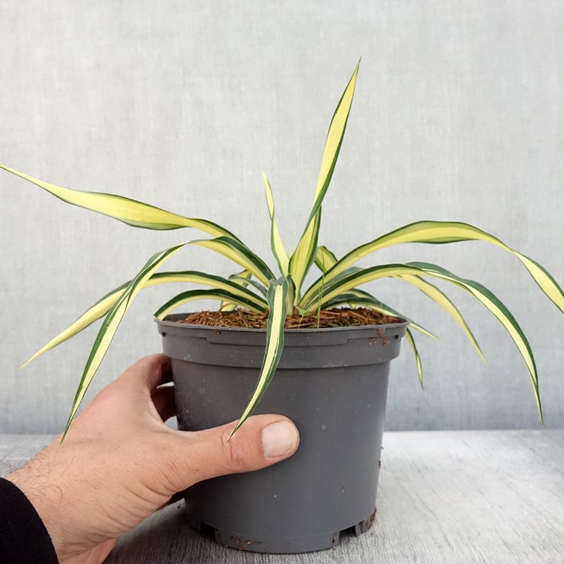 Example of Yucca gloriosa Variegata - Kerzen-Palmlilie Topf mit 2L/3L as you get in automne