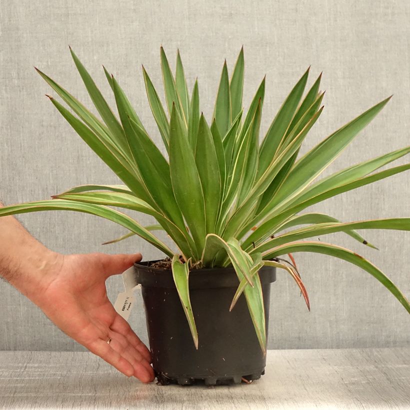 Exemplar von Yucca gloriosa Variegata - Kerzen-Palmlilie Topf mit 2L/3L wie im Frühjahr geliefert