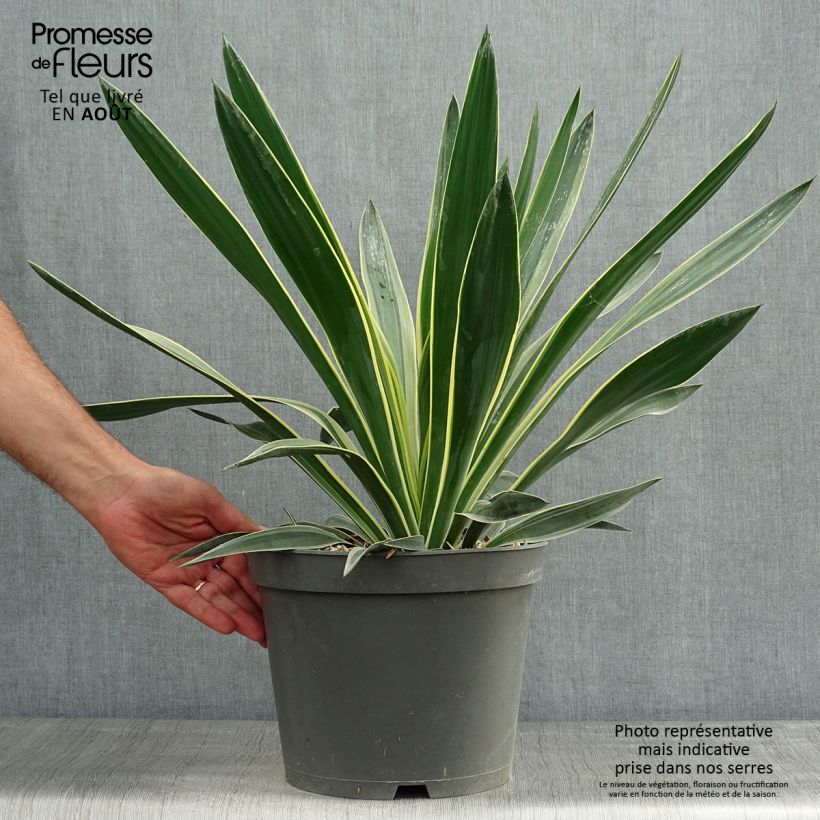 Exemplar von Yucca gloriosa Variegata - Kerzen-Palmlilie Topf mit 4L/5L wie im Sommer geliefert