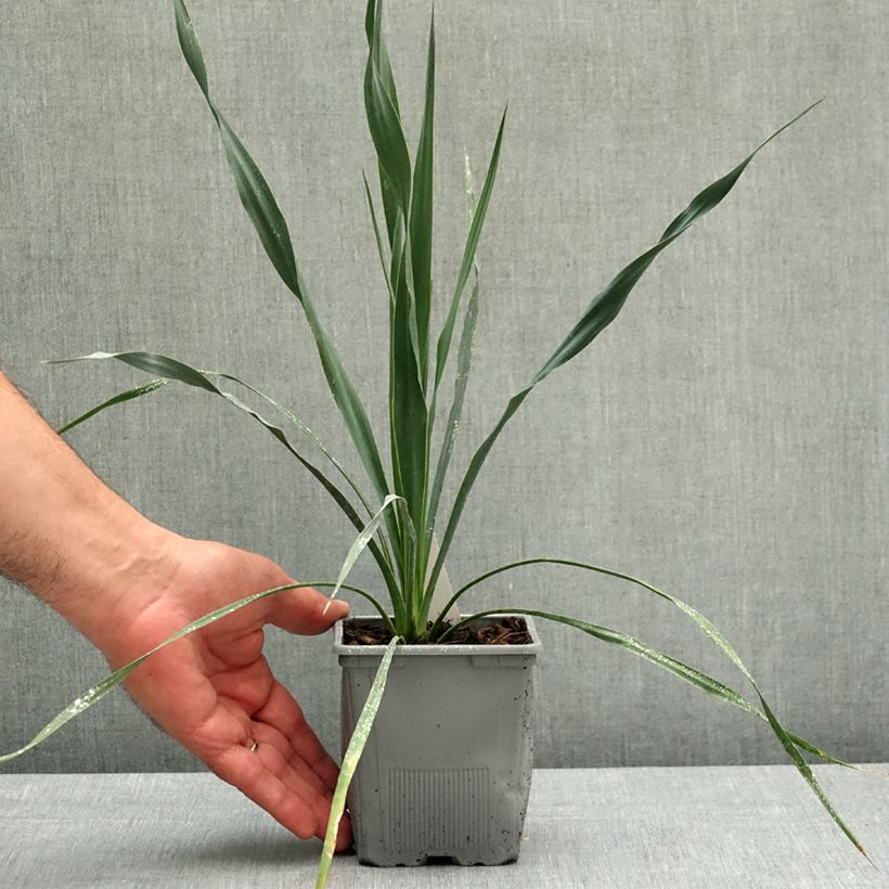 Exemplar von Yucca French Flag - Palmlilie Topf 12 cm / 13 cm wie im Frühjahr geliefert