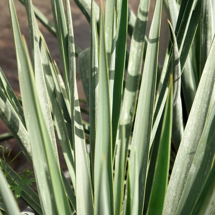 Yucca rigida Blue Sentry - Starre Palmlilie (Foliage)