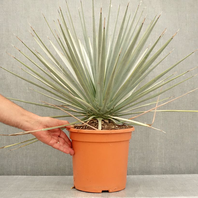 Example of Yucca rigida - Starre Palmlilie Topf mit 7,5L/10L as you get in ete