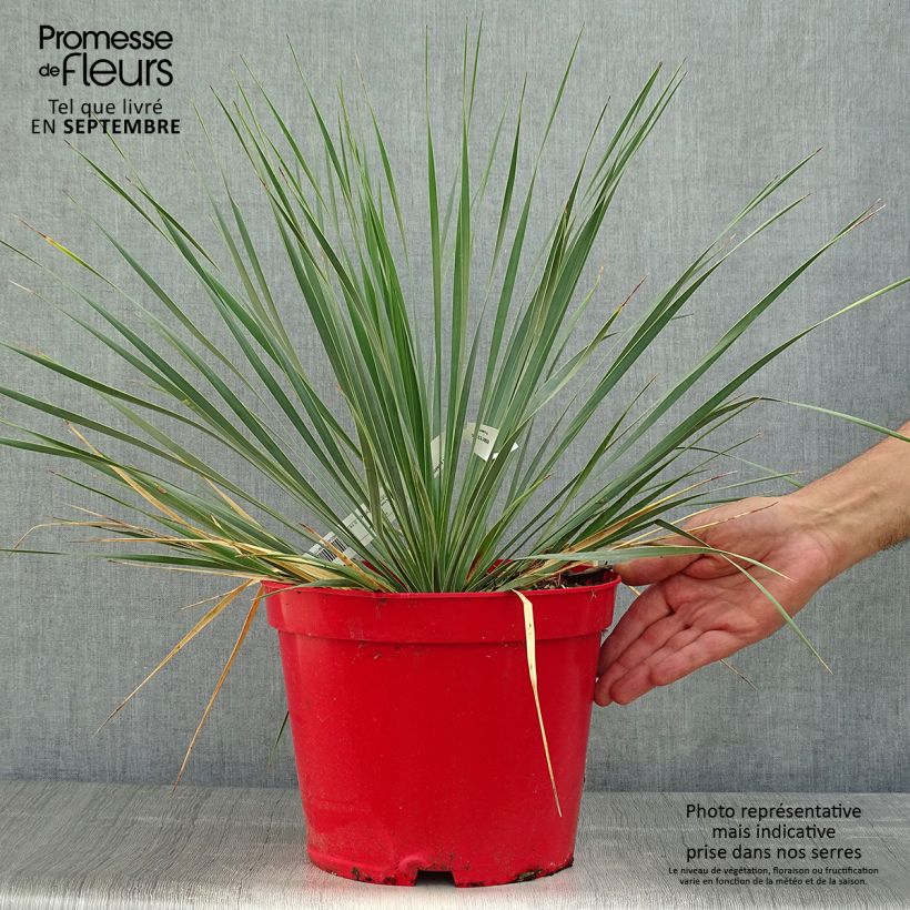 Example of Yucca rostrata - Schnabel-Palmlilie Topf mit 4L/5L as you get in automne