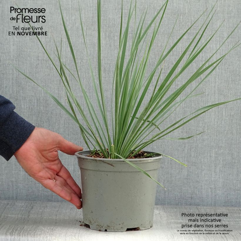 Example of Yucca rostrata Sapphire Skies - Schnabel-Palmlilie Topf mit 3L/4L as you get in automne