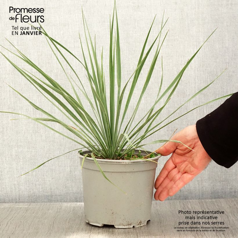 Exemplar von Yucca rostrata Sapphire Skies - Schnabel-Palmlilie Topf mit 3L/4L wie im Winter geliefert