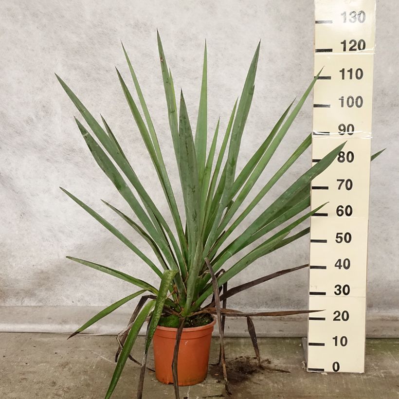 Example of Yucca torreyi - Torrey-Palmlilie Topf mit 7,5L/10L as you get in automne