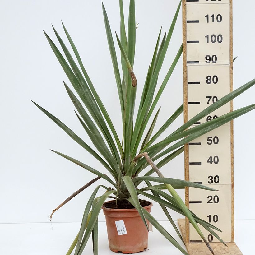 Exemplar von Yucca torreyi - Torrey-Palmlilie Topf mit 7,5L/10L wie im Frühjahr geliefert