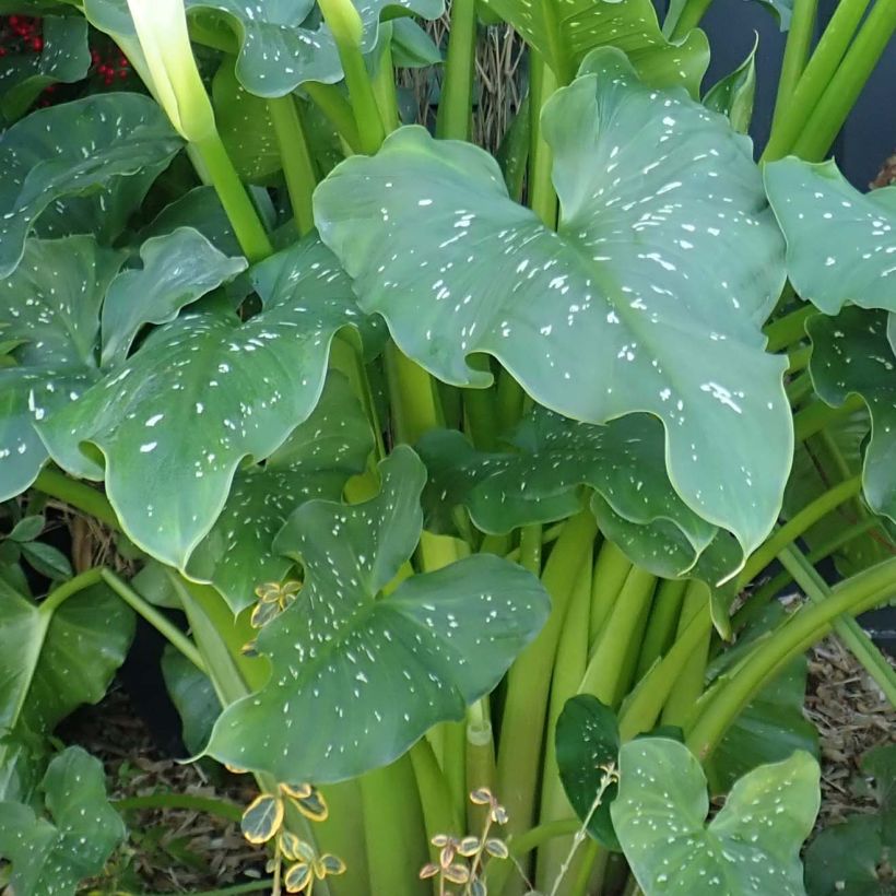 Zantedeschia aethiopica Himalaya - Zimmercalla (Foliage)