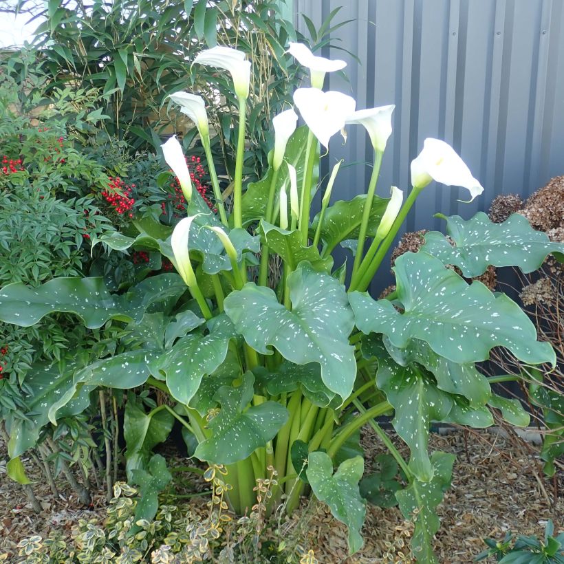 Zantedeschia aethiopica Himalaya - Zimmercalla (Plant habit)