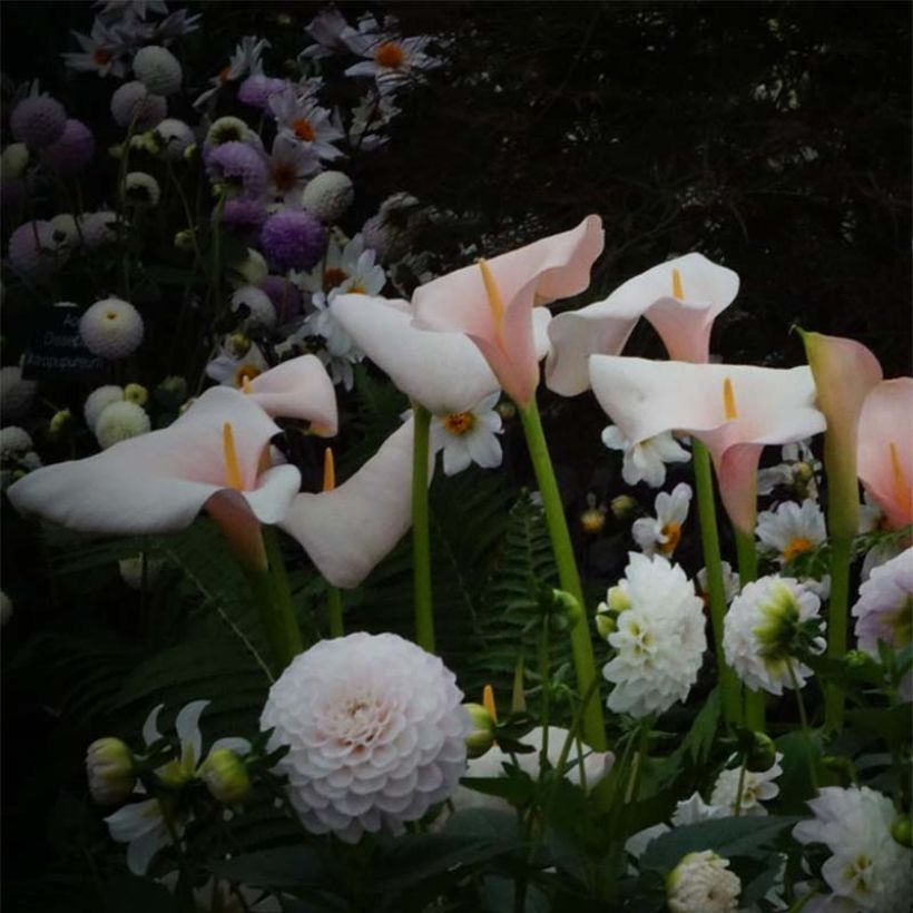 Zantedeschia aethiopica Pink Flamingo - Zimmercalla (Flowering)