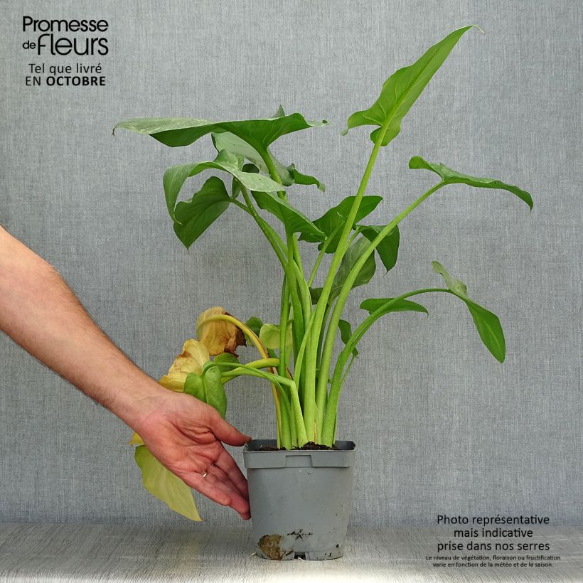 Example of Zantedeschia aethiopica Pink Flamingo - Zimmercalla Topf mit 2L/3L as you get in automne