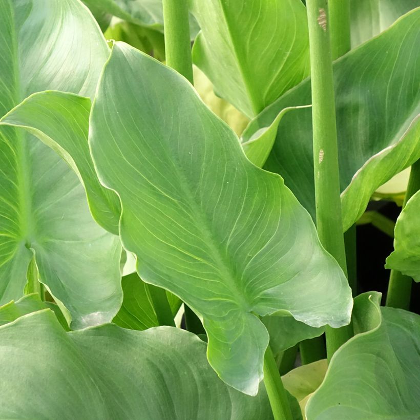 Zantedeschia aethiopica Pink Flamingo - Zimmercalla (Foliage)