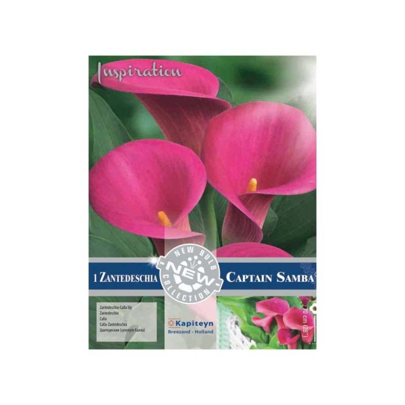 Zantedeschia Captain Samba - Calla (Flowering)