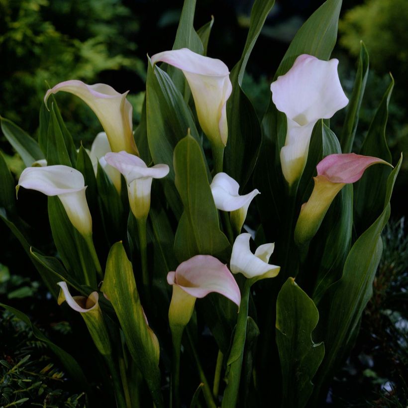 Zantedeschia Crystal Blush - Calla (Flowering)