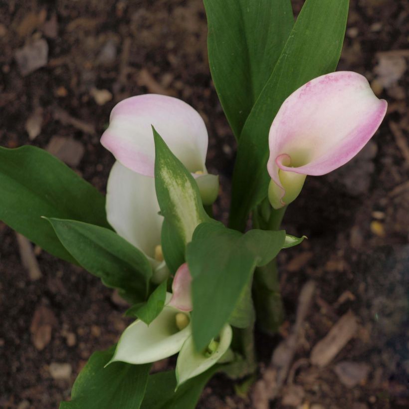 Zantedeschia Crystal Blush - Calla (Plant habit)
