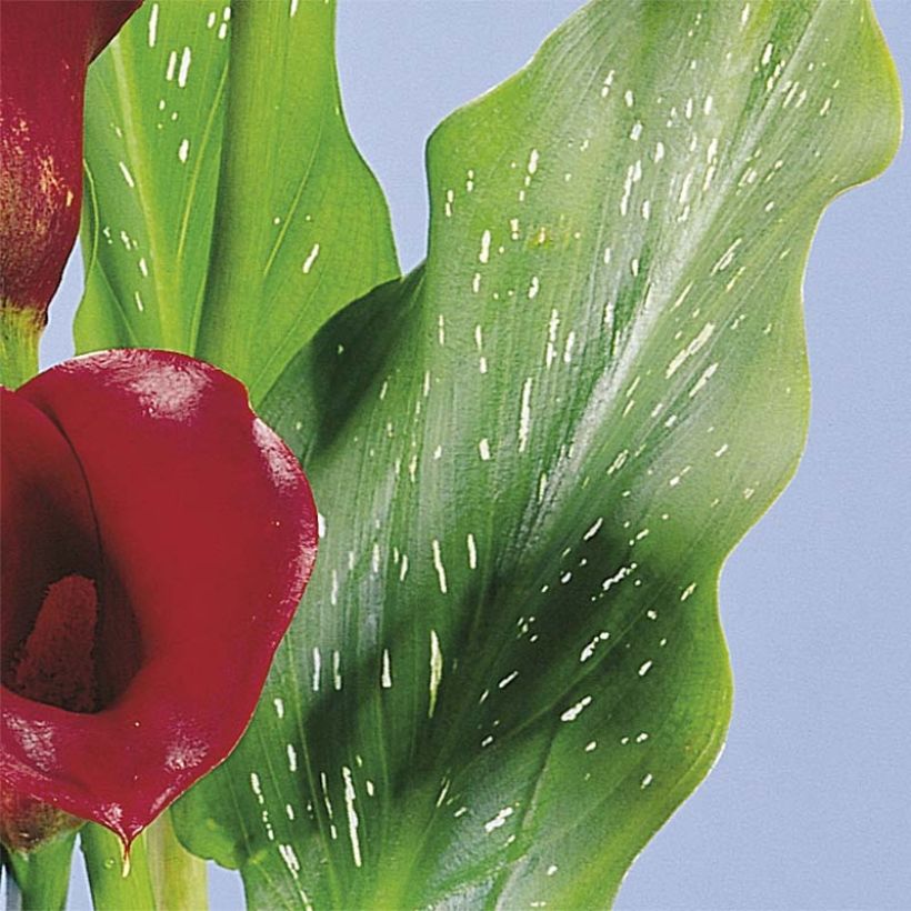 Zantedeschia Red Alert - Calla (Foliage)