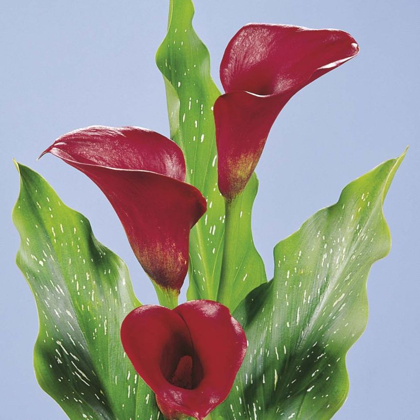 Zantedeschia Red Alert - Calla (Flowering)