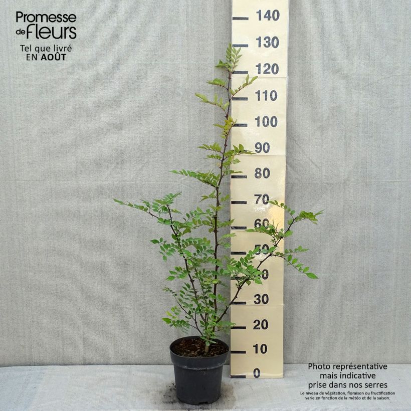 Exemplar von Zanthoxylum americanum - Amerikanische Stachelesche Topf mit 4L/5L wie im Sommer geliefert