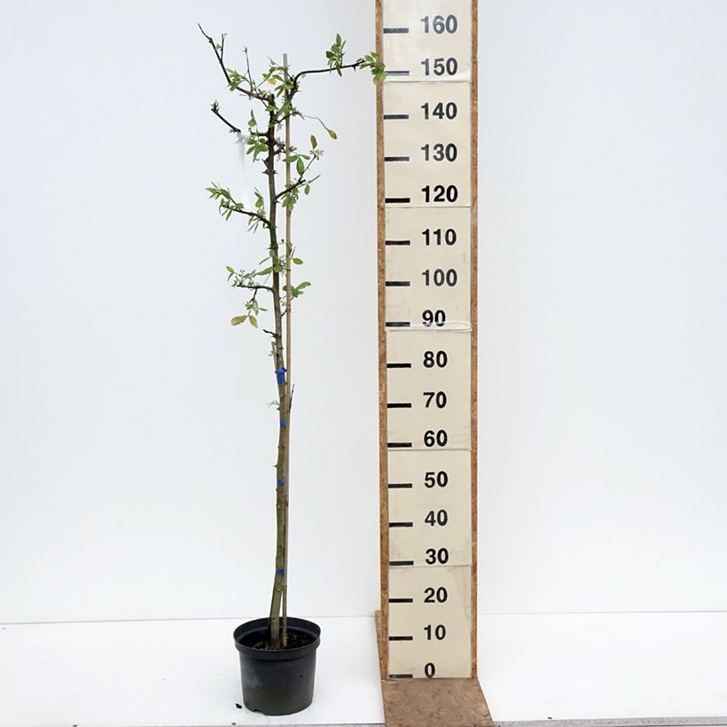 Exemplar von Zanthoxylum americanum - Amerikanische Stachelesche Topf mit 4L/5L wie im Frühjahr geliefert