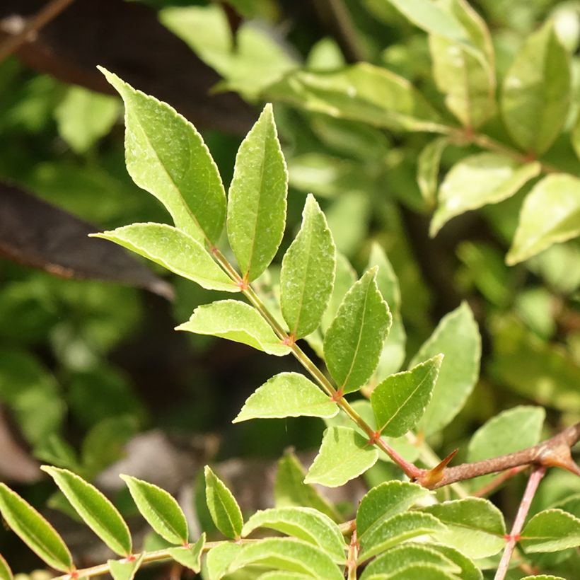 Zanthoxylum americanum - Amerikanische Stachelesche (Foliage)