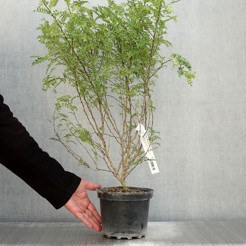 Example of Szechuanpfeffer - Zanthoxylum beecheyanum Topf mit 3L/4L as you get in automne