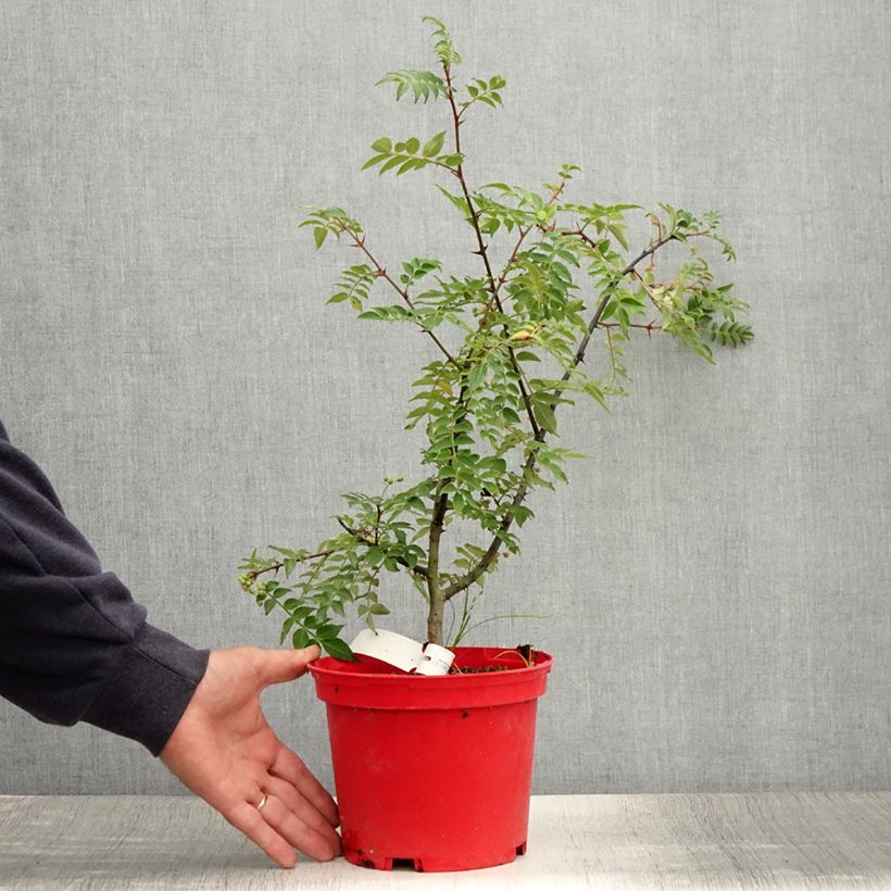 Example of Zanthoxylum piperitum Black Magic - Japanischer Pfefferstrauch Topf mit 2L/3L as you get in ete