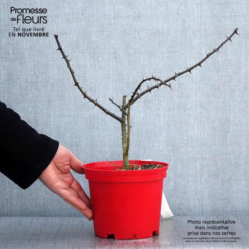 Example of Szechuanpfeffer - Zanthoxylum schinifolium Topf mit 3L/4L as you get in automne