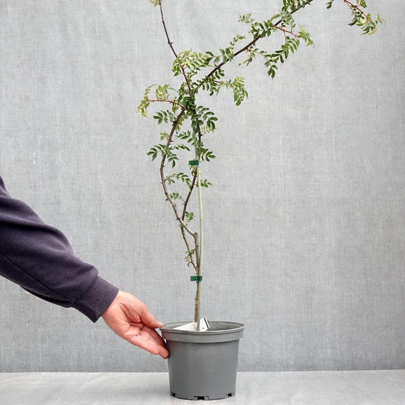 Exemplar von Szechuanpfeffer - Zanthoxylum schinifolium Topf mit 3L/4L wie im Frühjahr geliefert