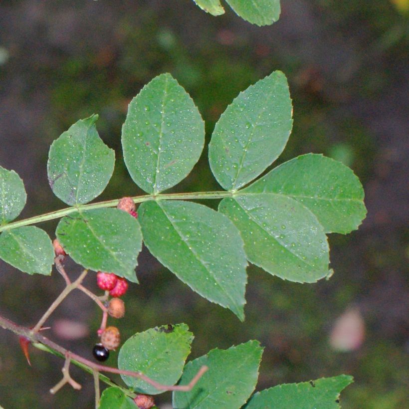 Szechuanpfeffer - Zanthoxylum simulans (Foliage)