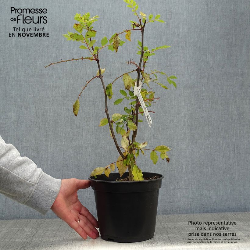 Example of Szechuanpfeffer - Zanthoxylum simulans Topf mit 2L/3L as you get in automne