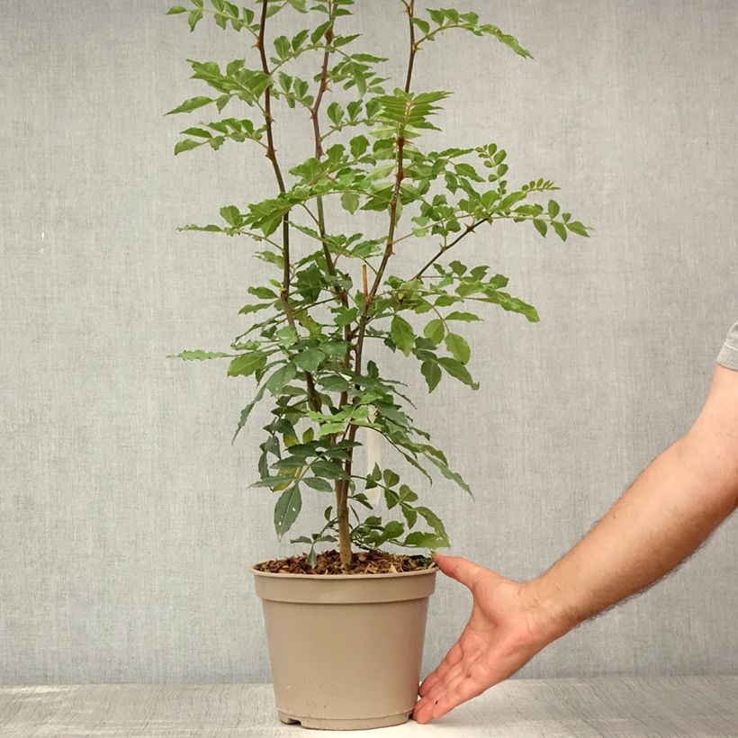 Exemplar von Szechuanpfeffer - Zanthoxylum simulans Topf mit 2L/3L wie im Sommer geliefert