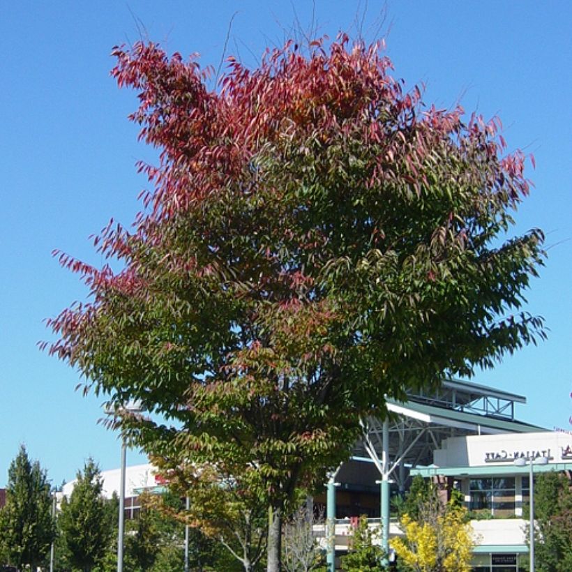 Zelkova serrata Green Vase - Japanische Zelkove (Plant habit)