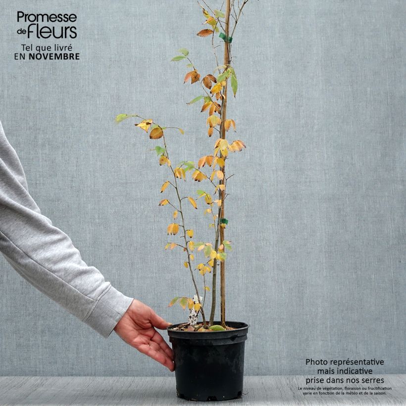 Example of Zelkova serrata - Japanische Zelkove Topf mit 3L/4L as you get in automne