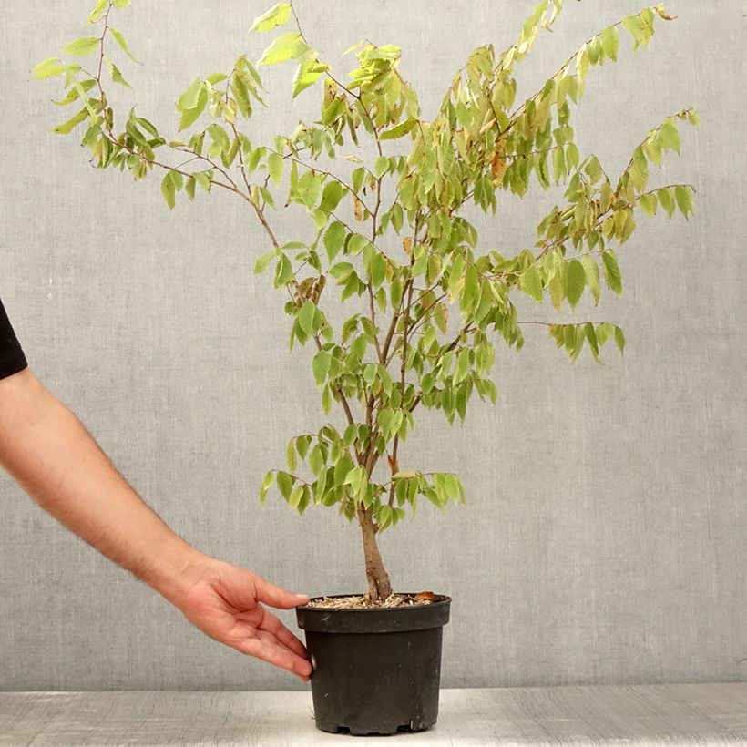Exemplar von Zelkova serrata - Japanische Zelkove Topf mit 3L/4L wie im Sommer geliefert