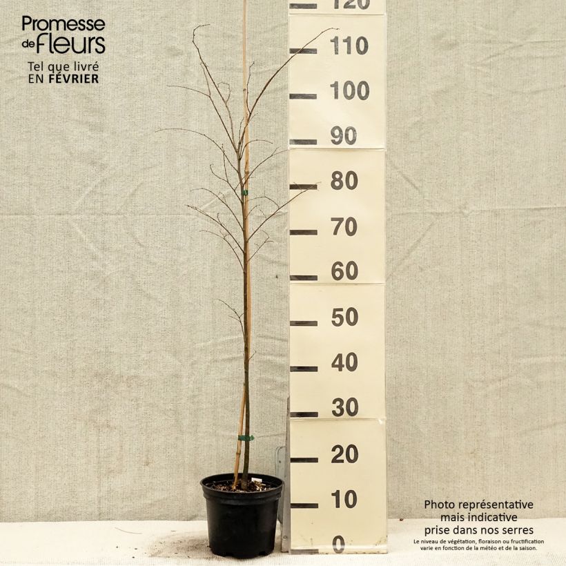 Exemplar von Zelkova serrata - Japanische Zelkove Topf mit 3L/4L wie im Winter geliefert