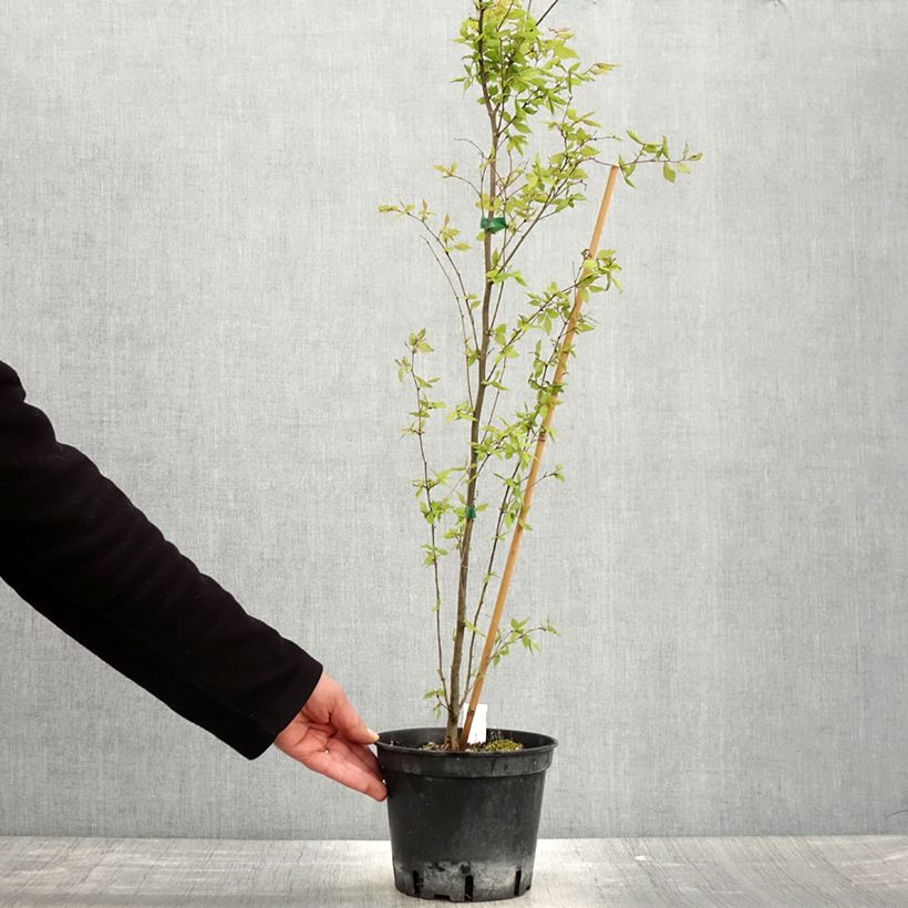 Exemplar von Zelkova serrata - Japanische Zelkove Topf mit 3L/4L wie im Frühjahr geliefert