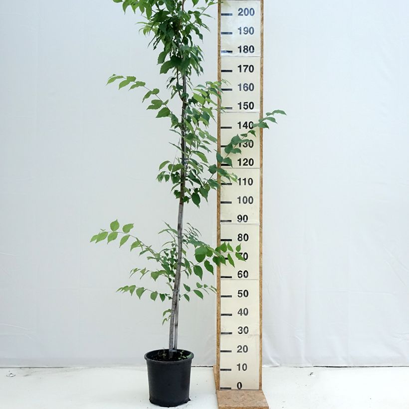 Example of Zelkova serrata - Japanische Zelkove Topf mit 7,5L/10L as you get in ete