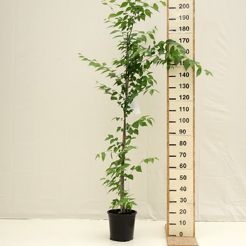 Exemplar von Zelkova serrata - Japanische Zelkove Topf mit 7,5L/10L wie im Frühjahr geliefert