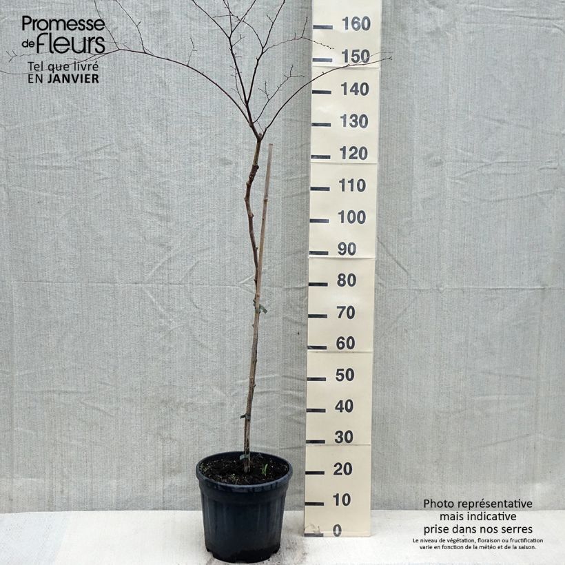 Example of Zelkova serrata Variegata - Japanische Zelkove Topf mit 7,5L/10L as you get in hiver