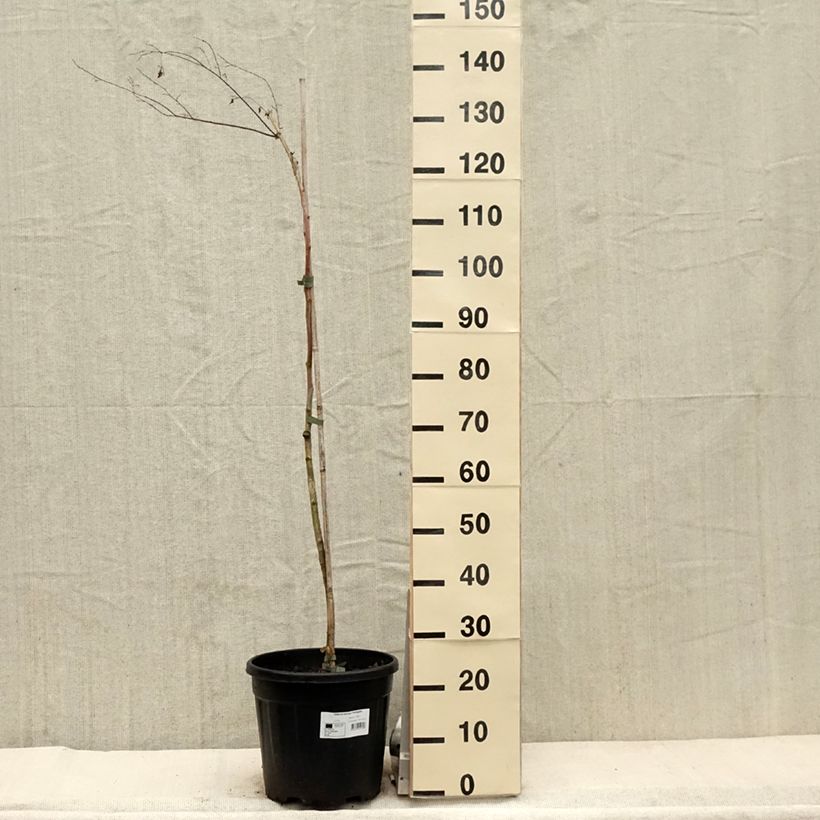 Exemplar von Zelkova serrata Variegata - Japanische Zelkove Topf mit 7,5L/10L wie im Frühjahr geliefert