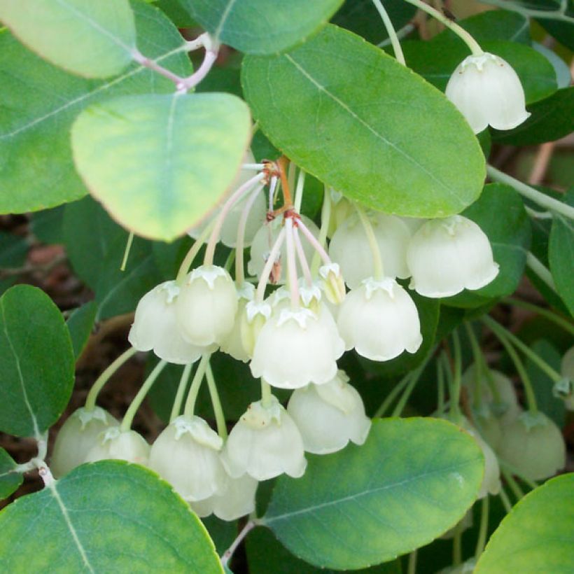 Zenobia pulverulenta Blue Sky - Zenobie (Foliage)