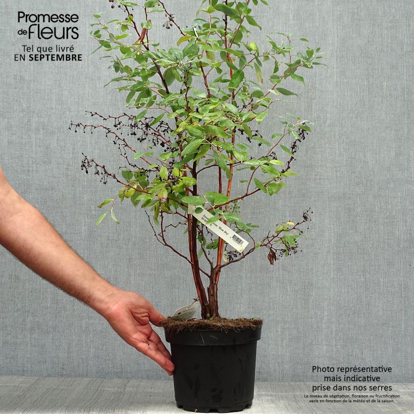Example of Zenobia pulverulenta Blue Sky - Zenobie Topf mit 7,5L/10L as you get in automne