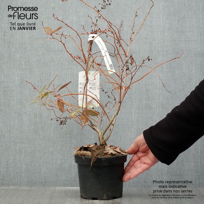 Exemplar von Zenobia pulverulenta Raspberry Ripple - Zenobie Topf mit 2L/3L wie im Winter geliefert