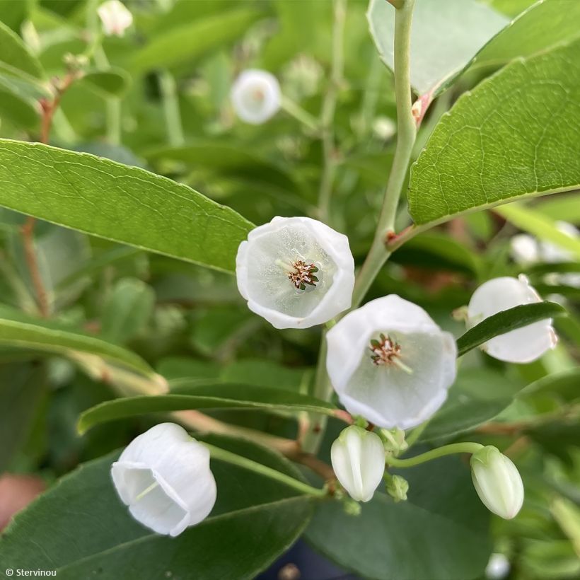 Zenobia pulverulenta Raspberry Ripple - Zenobie (Flowering)