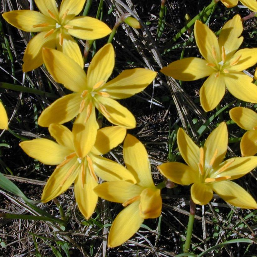 Zephyranthus citrina - Gelbe Regenlilien (Flowering)