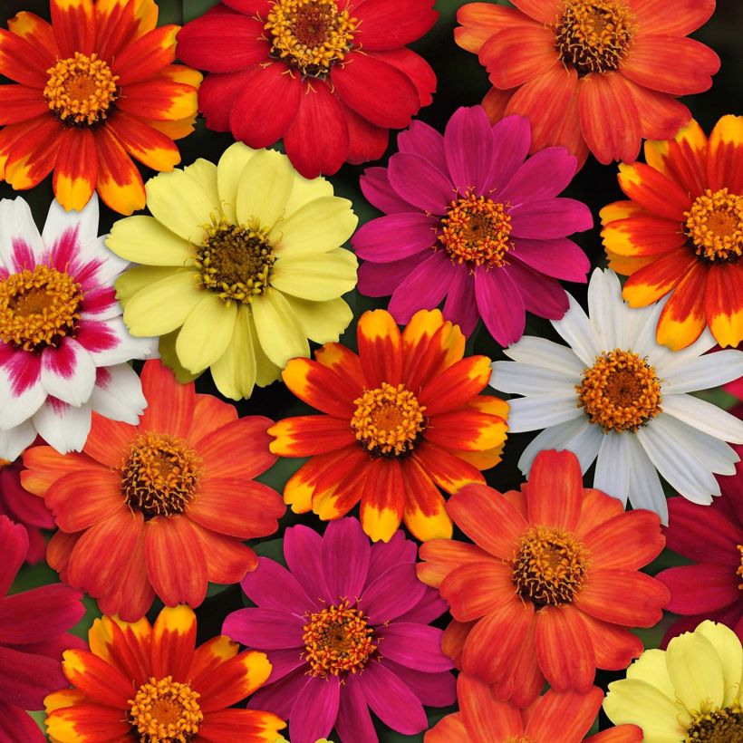 Garten-Zinnie Zahara (Flowering)