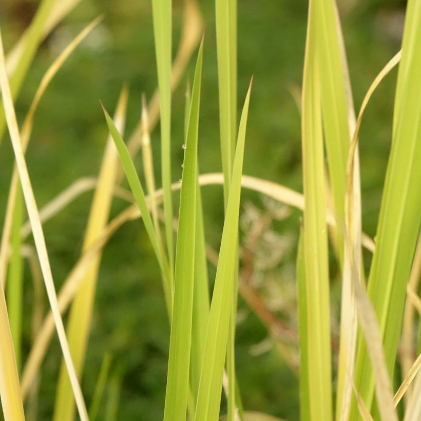 Zizania latifolia - Wasserreis (Foliage)