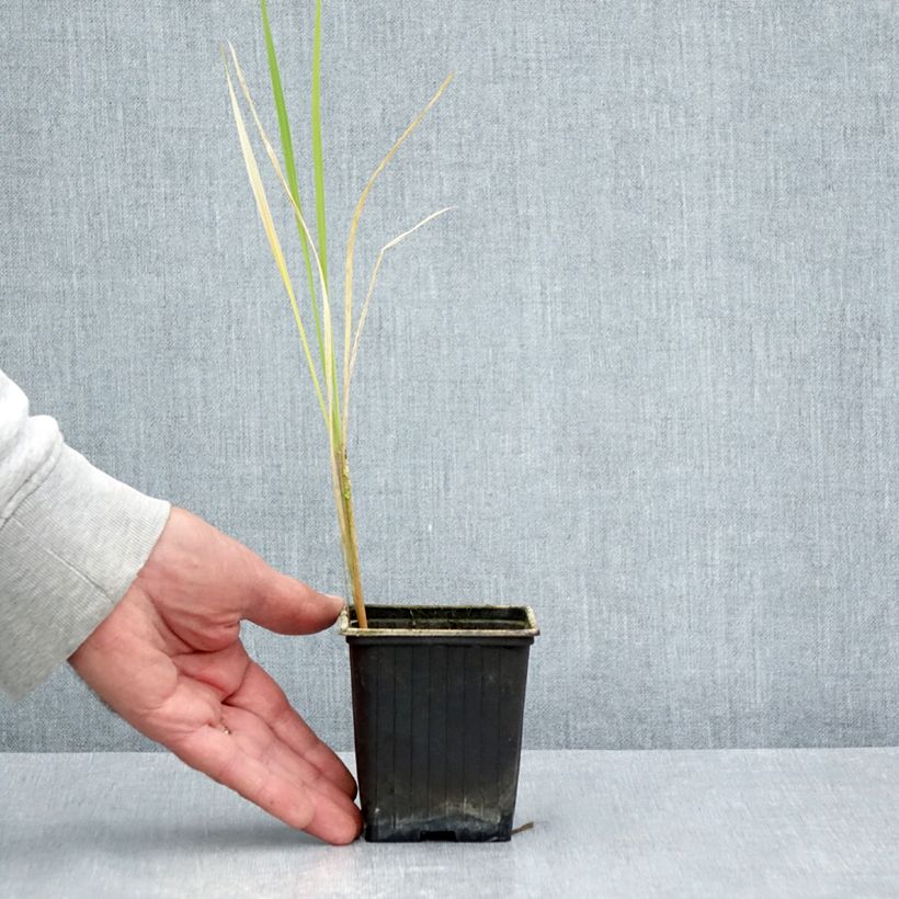 Example of Zizania latifolia - Wasserreis Kleine Töpfe von 8/9 cm as you get in ete